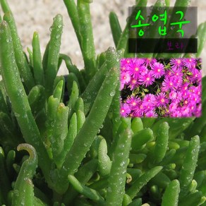 [허브여울송엽국] 송엽국(진보라) 지름 9cm 소품 다육화분, 1개