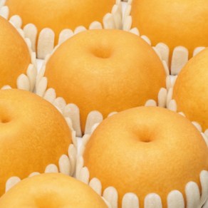 명품 나주배 고당도 상품 가정용 나주배원예농협 산지직송, 가정용 5kg 대과(8~10과), 1박스, 5kg
