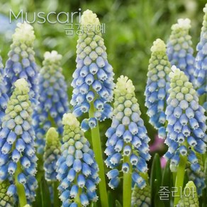 무스카리(Muscari )추식 구근 줄리아(1set-5구) 금강원예