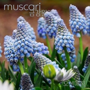 무스카리(Muscari) 추식 구근 입고 금강원예