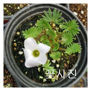 다이아몬드 사랑초, 1개