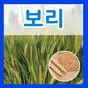 보리 씨앗 1kg 보리씨 잡곡 종자 키우기 파종 재배, 1개