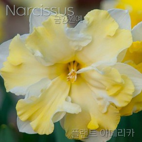 수선화(Narcissus) 추식 구근 플랜트 아메리카(1set-1구) 금강원예