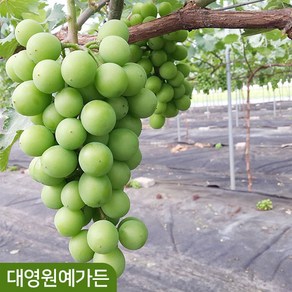 포도나무 샤인머스켓 결실주 과일나무 청포도, 3년생 결실주 흙분, 1개