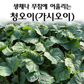[모종심는아빠] 생채나 무침에 어울리는 청오이 모종, 모종5개, 1개