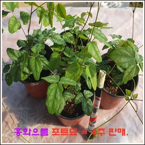 홍화으름 12cm 포트묘 4주 판매.