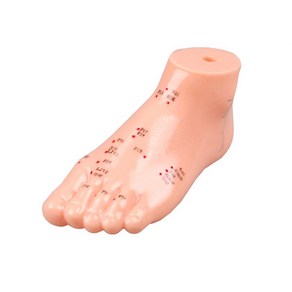 발모형(15cm) 경혈모형 한방모형 혈자리표시 (발 모형), 1개