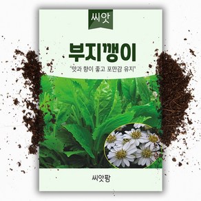 씨앗팜 부지깽이 씨앗 100립 - 섬쑥부쟁이, 1개