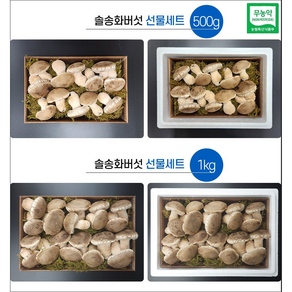 솔 송화버섯선물세트 500g 1kg(당일 출고가능), 1개