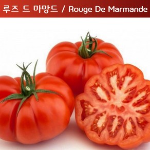 마망드 토마토 Mamande 달콤한 희귀토마토 교육체험용 세트, 1개