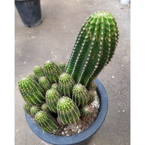 [별이네 다육] 다육 로비비아군생, 1개