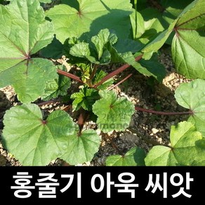 홍줄기 붉은 아욱씨앗 채소씨앗 재래종 토종 100알