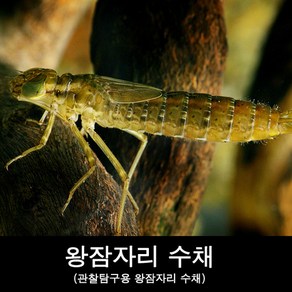 왕잠자리수채/잠자리키우기/왕잠자리관찰수채, 1개