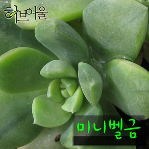 [허브여울다육] 미니벨금 지름 9cm 소품 (상토와 마사만 사용한 건강한다육), 1개