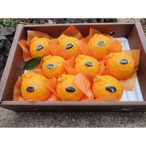 과즙폭발 초고당도 한라봉 제주 선물용, 1개, (선물용) 한라봉 3kg (8-12과)