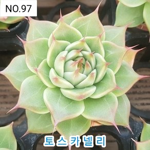 다육식물- 희귀 다육 100가지 모아보기, [NO. 97] 7.5cm 포트, 1개