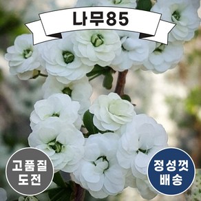 (나무85) 장미조팝 15cm 포트, 1개