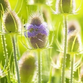 [모야모 꽃씨] 도깨비산토끼꽃(Teasel) 씨앗 10립, 1개, 소포장 10립