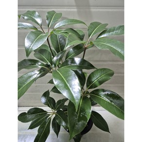 [성심꽃농원] 대엽홍콩_외목대_60-70cm, 1개
