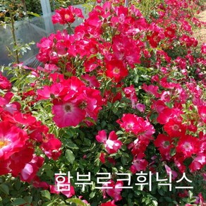 사계장미 (넝쿨) 함부르크휘닉스(무늬빨강색) 포트(분) 키1.2m 1주(개)