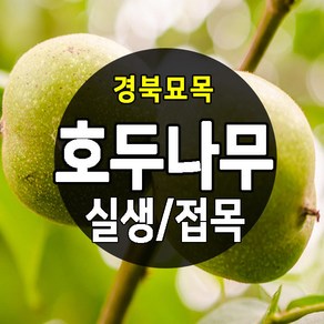 [경북농원] 실생/접목 호두나무묘목, 호두나무 실생묘  중묘, 1개