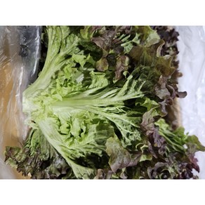 약수농장 국내산 포기상추 4kg, 1개