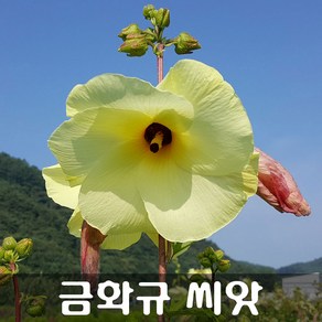 [해피플라워] 식물성 콜라겐 꽃차 만들기 금화규 씨앗 600립 / 봄 여름 파종 웰빙푸드 종자