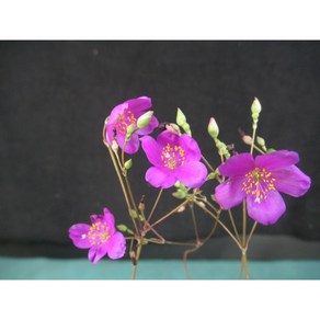 산내들농장 초화화, 1개