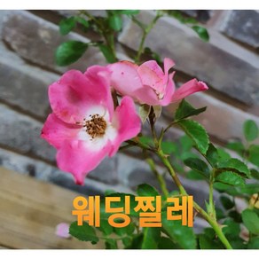 [비젼플라워] (야생화놀이터)-노지월동-찔레-웨딩 삼색 혼합-겨울이라 구분이 어려워요, 1개, 00