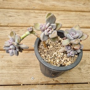 [수암다육] 석연화 단품 Pachyveia 'Pachyphytodies' 다육 다육이 다육식물 국민다육 136, 1개