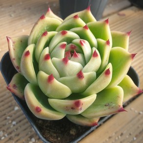 [수암다육] 블루드레곤 랜덤발송 Echeveria agavoides 'Blue Dragon' 랜덤발송 다육 다육이 다육식물 359