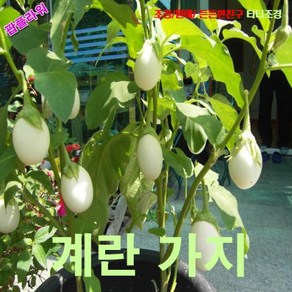 팝플라워 계란가지 (Golden Egg) 씨앗 5립, 1개