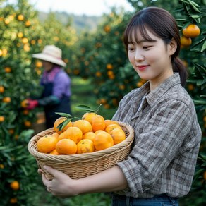 제주 제철의맛 고당도 효돈 감귤 5kg 10kg 가정용, 1박스, 5kg 중대과(L~2L)