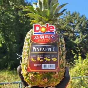 참좋은과일 Dole 스위티오 파인애플 2수(2.4~2.8kg)