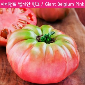 자이언트 벨지안 핑크 Giant Belgian Pink 희귀토마토 교육용체험용 세트, 1개