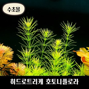 [수초몰] 히드로트리케 호토니플로라 키우기 쉬운 수초, 2촉, 1개