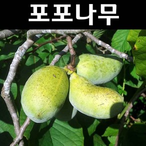 포포나무 묘목 접목1년 포트묘 - 썸머딜라이트, 1개