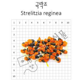 극락조 씨앗 10립 Stelitzia eginea, 10개