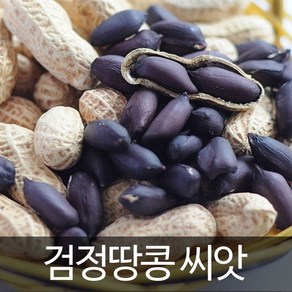 검정 땅콩 씨앗 흑땅콩 종자 씨 채소 야채 콩 30g