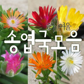 [허브여울송엽국] 송엽국모음(노지월동/미니송엽국5종/애기송엽국/오렌지스타/신월) 지름 9cm 소품 & 15cm중품 다육화분, 미니송엽국핑크, 1개