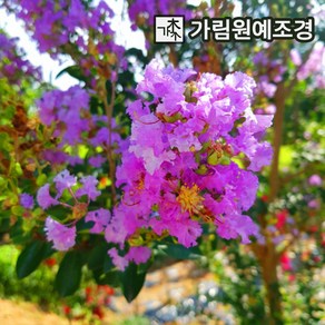 배롱나무 묘목 자금령(보라색꽃) 4치장포트 개화주 백일홍 묘목 가림원예조경, 15개