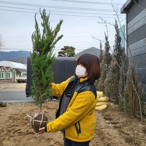 가이즈카 향나무 묘목 수고 1.2m, 가이즈카향 H1.2m, 1개