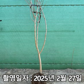 충주원예조경 / 오디나무 / 슈퍼오디 / 4년생 / 결실주, 1개