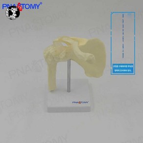 관절 학교 교육 견갑골 병원 교구 어깨 모형 실습 마네킹, 어깨관절(투명인대)