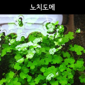 [수초아쿠아] 노치도메 / 초보 구피 수초 어항 꾸미기 키우기 새우, 1개