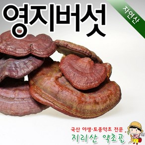 국내 자연산 영지버섯(미니) 300g 말린 건조 차 국내산 야생, 1개