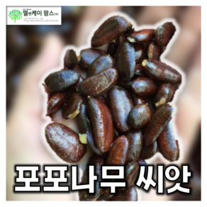 포포나무 씨앗 500g (엘앤케이팜스), 1개