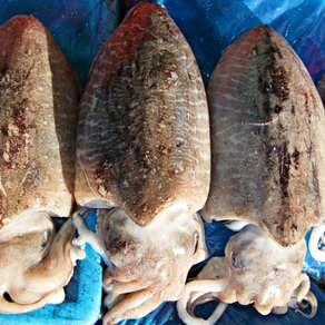 [당일조업] 100% 국내산 오늘 조업한 살아있는 활 갑오징어, 1세트, 남해안 갑오징어 1kg (2~4미)