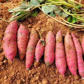 [오늘신선] 해수로 키운 무안 황토밭 유기농 고구마 3kg(중), 1개, 상세 설명 참조