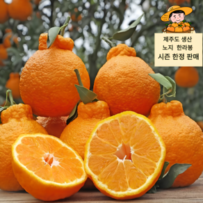 [올겨울마지막] 새콤달콤 고당도 노지 한라봉, 1박스, 노지 한라봉 1kg (소과)